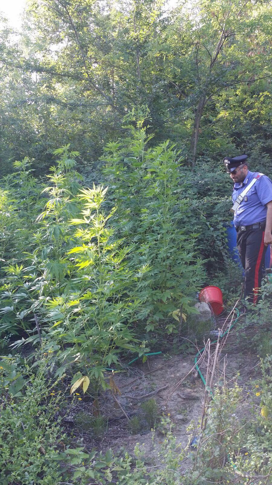 Scovate 20 piante di marijuana vicino al Parco di Roncolo 