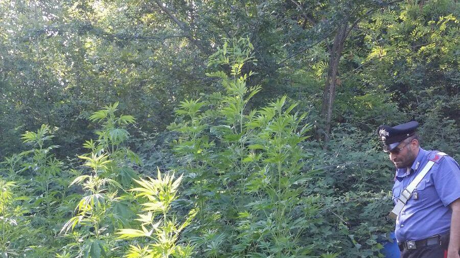 Scovate 20 piante di marijuana vicino al Parco di Roncolo