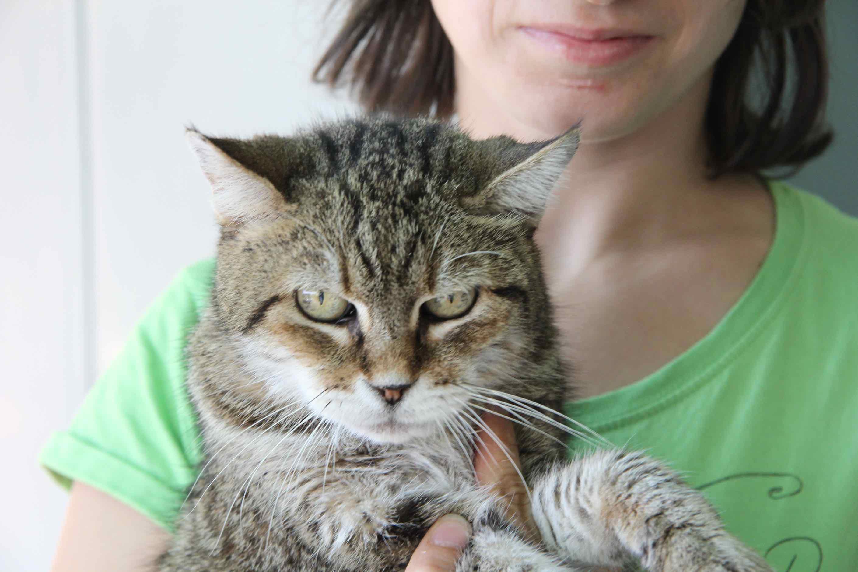Sally, la gatta Matusalemme di Comeana (foto Batavia)