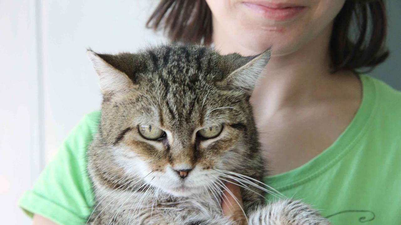 Sally, la gatta Matusalemme di Comeana (foto Batavia)