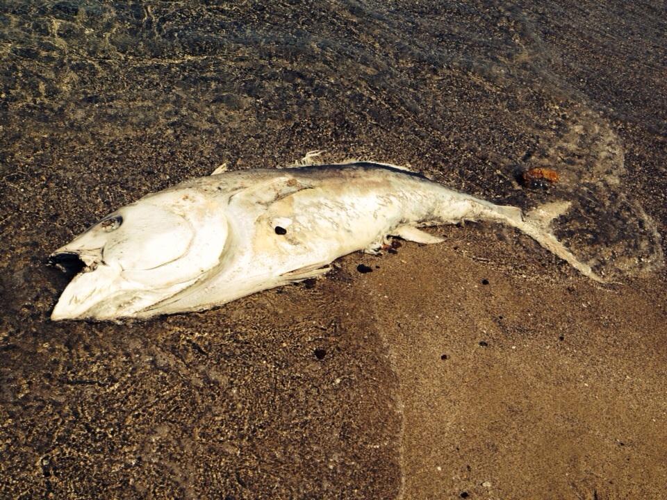 Il tonno trovato morto a Platamona