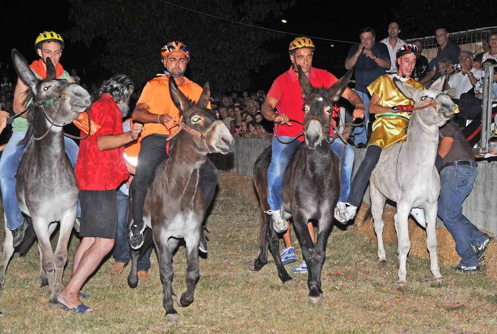 Palio, migliaia di euro per garantire la sicurezza dei ciuchi