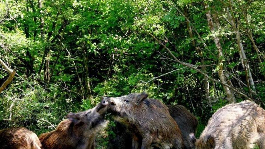 Insorge la Coldiretti «Cinghiali pericolo grave»