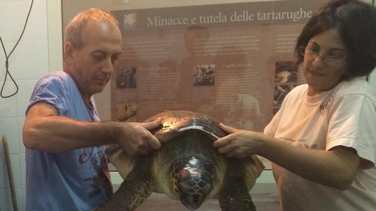 Recuperata tartaruga ferita da un’elica