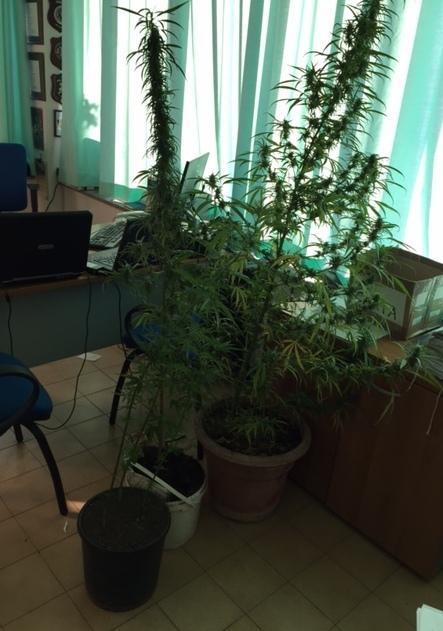 Marijuana nel balcone di casa denunciato un quarantenne