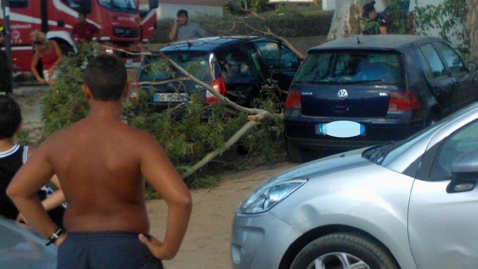L’eucaliptus si schianta sulle auto