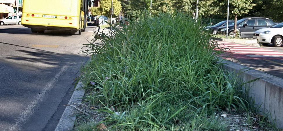 Verde pubblico, è l’ora del taglio 