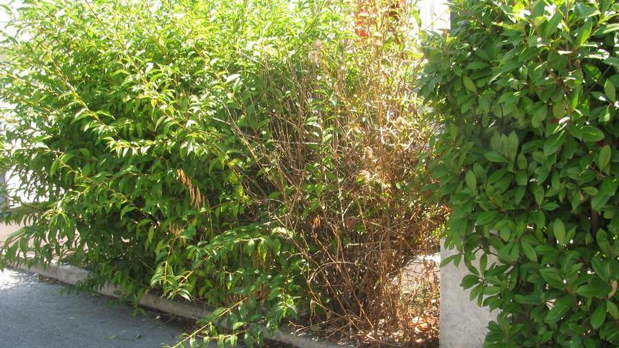 Brucia cassonetto, paura tra i residenti