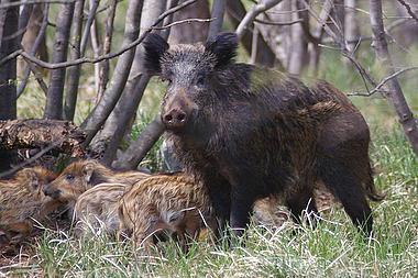 Un esemplare femmina di cinghiale coi suoi cuccioli