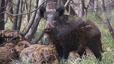 Un esemplare femmina di cinghiale coi suoi cuccioli