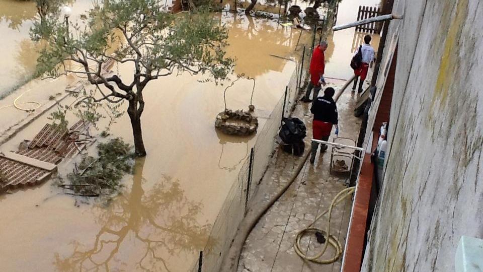 Animali avvelenati dal fango dell'alluvione