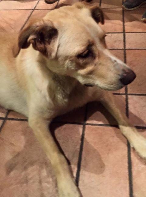 La cagnolina che ha bussato alla porta di Giorgio Panariello