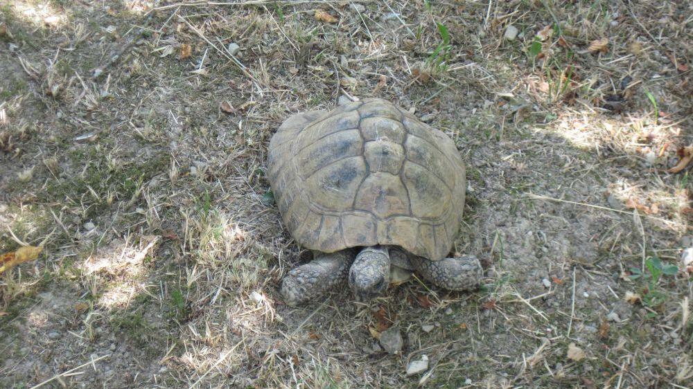 Ramiseto, appello per trovare Fiero: tartaruga di 40 anni... in fuga