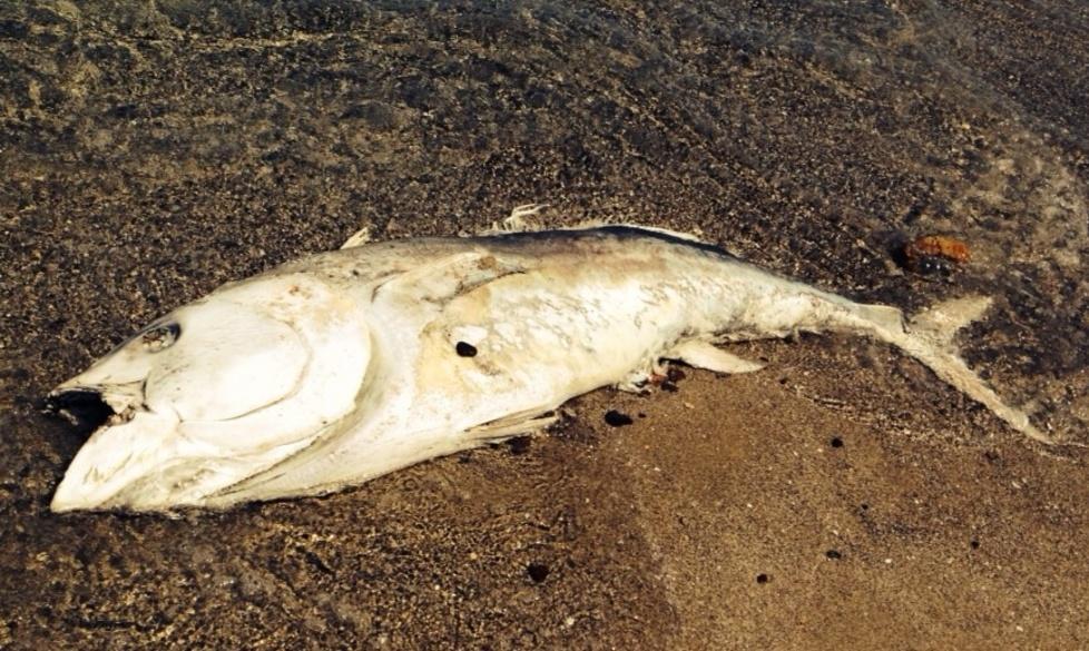 Tonno spiaggiato a Platamona