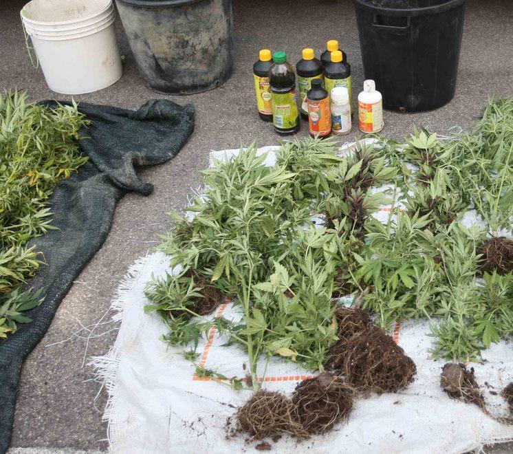 Un “orto” di marijuana nel parco di Roncolo 