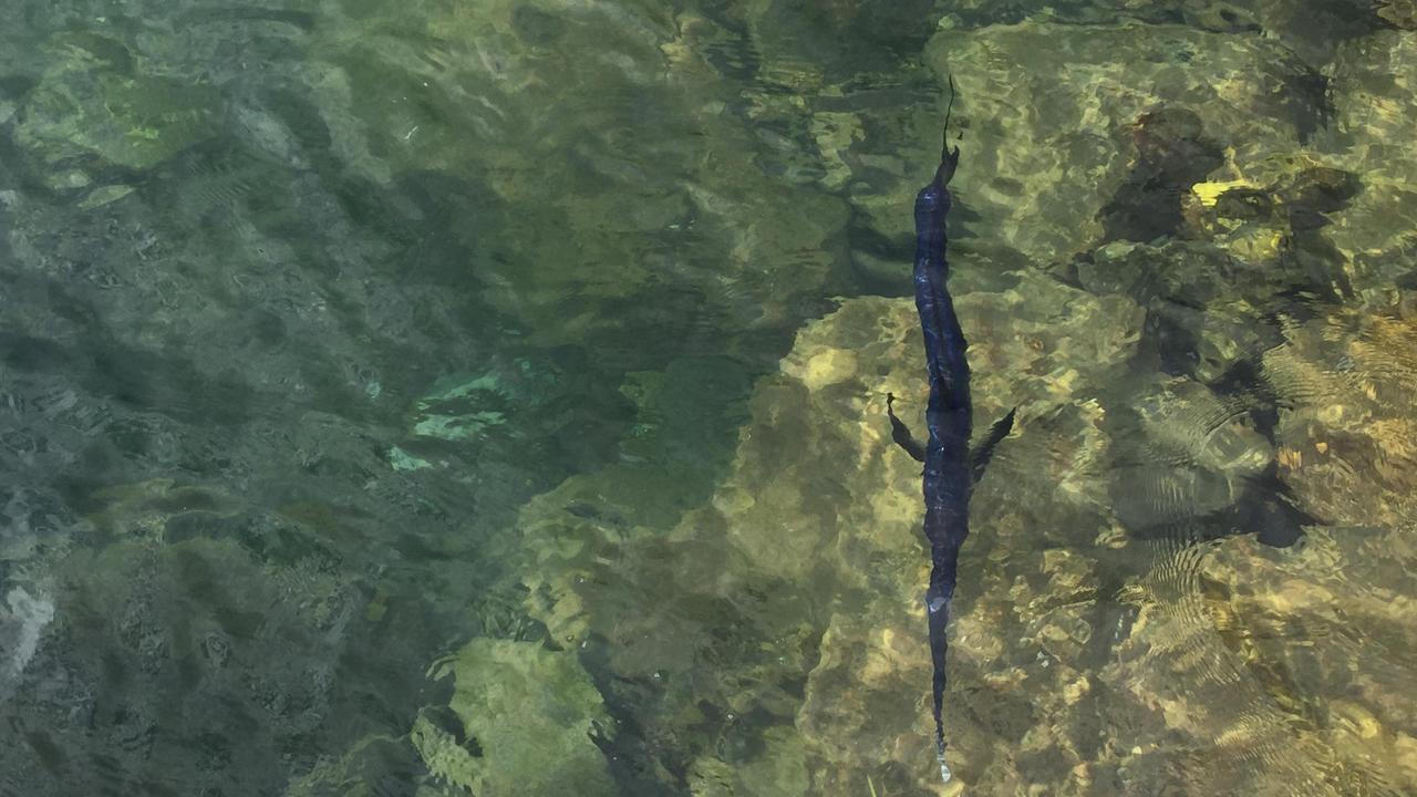 L'esemplare di pesce spada avvistato davanti al moletto di Antignano