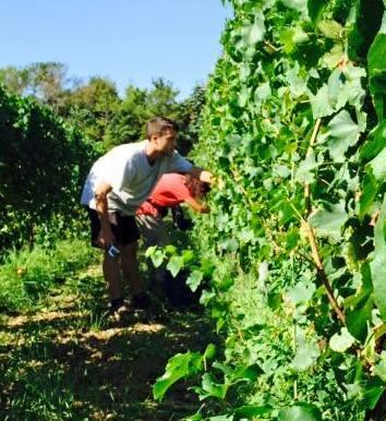 Si vendemmia alla Regola presto la nuova cantina
