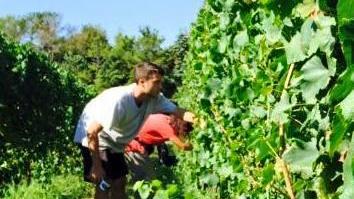 Si vendemmia alla Regola presto la nuova cantina