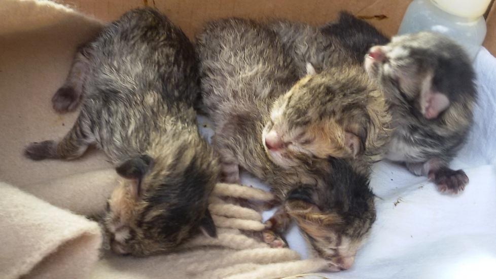 Casalgrande, una task force nella notte per salvare quattro gattini 