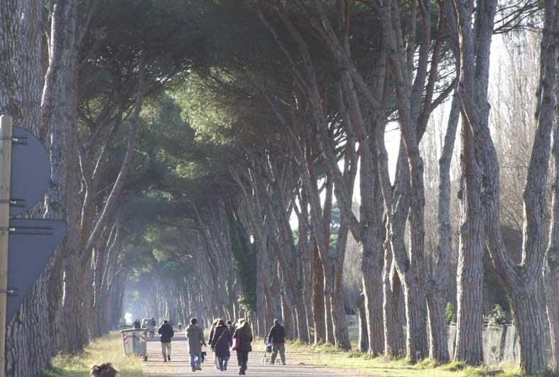 Passeggiate fra i pini a San Rossore (Muzzi)