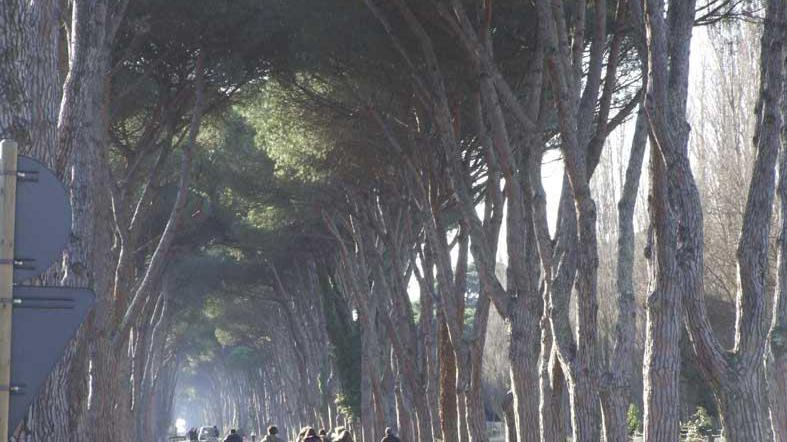 Passeggiate fra i pini a San Rossore (Muzzi)