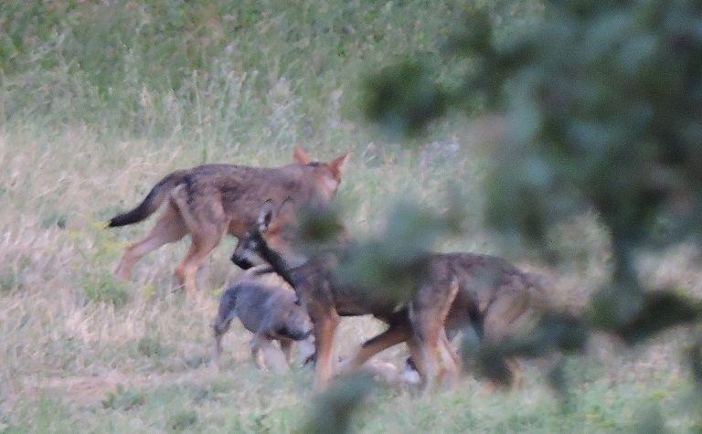 Un branco di lupi sbrana sei daini sull'Appennino 