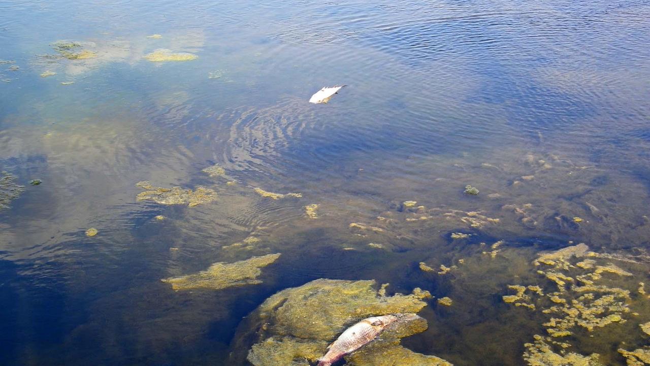 Carloforte, moria di pesci nelle saline a rischio inquinamento 