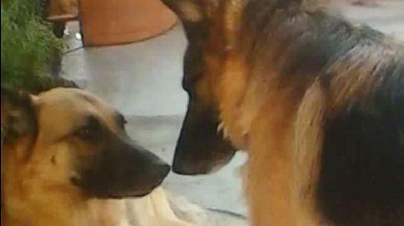 L’appello: «Aiutatemi a non separarli, Bruce e Kelly morirebbero»
