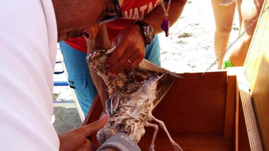Viareggio, i bagnini salvano un gabbiano impigliato in un rampino