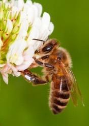 Puntura di vespe, occhio all’allergia