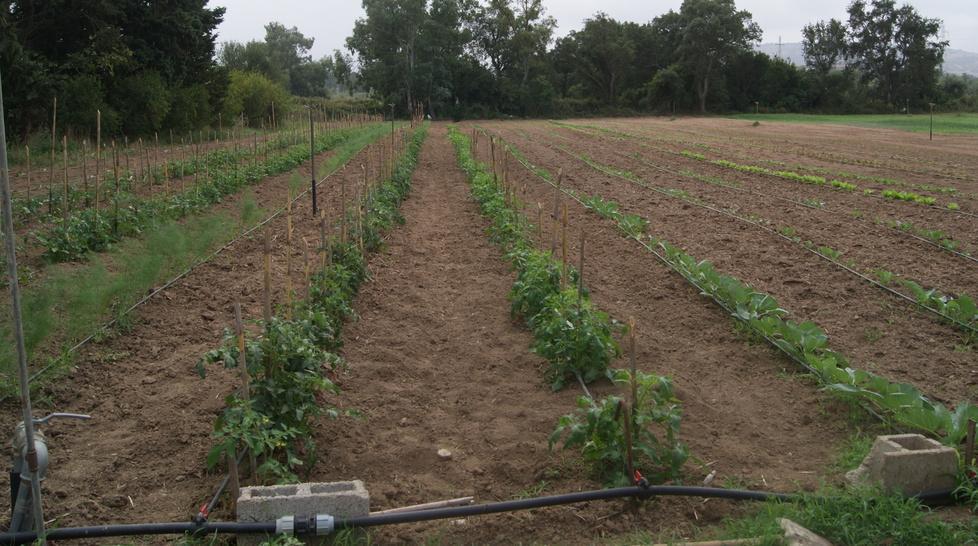 Falchi: «Quindici milioni per aiutare le aziende» 