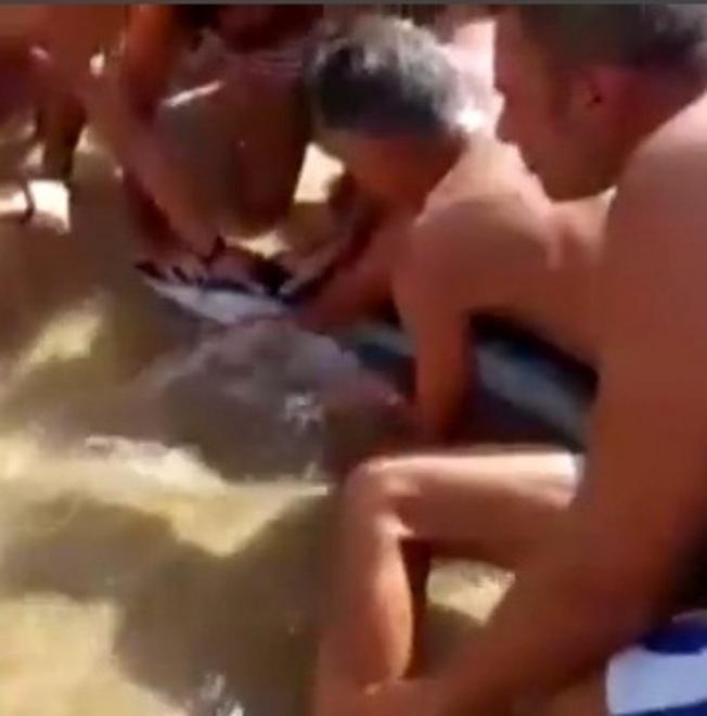 Squalo ha l’amo in bocca “operato” dai bagnanti