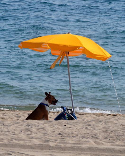 Cane muore, sospetti sulla spiaggia 