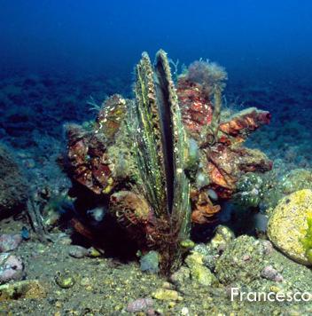 I turisti alla scoperta della “pinna nobilis” 