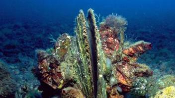 I turisti alla scoperta della “pinna nobilis”