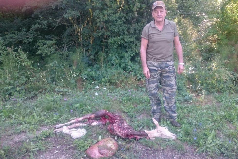 Un branco di lupi uccide gli animali di un allevamento