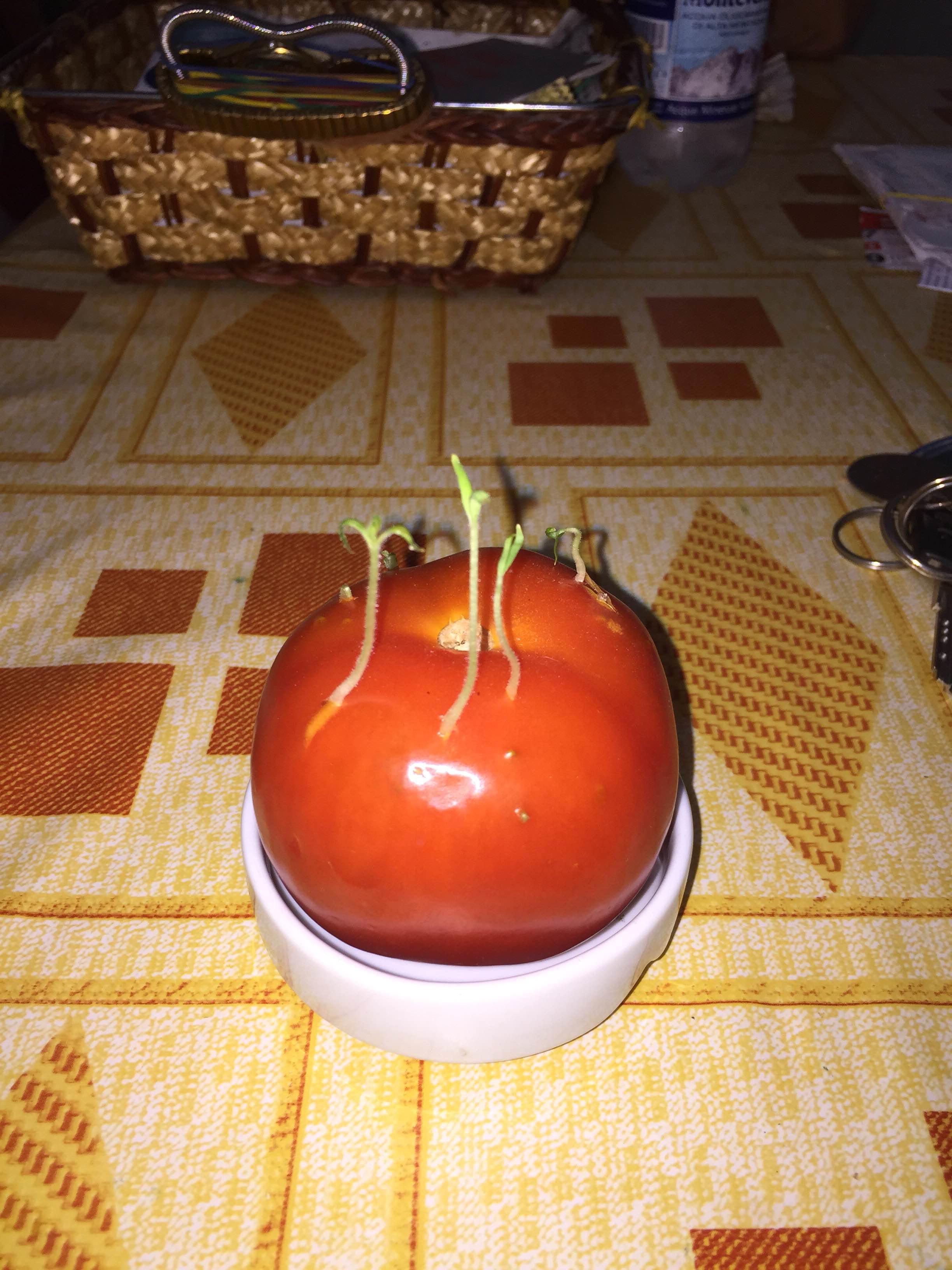 Uno dei pomodori con le piantine