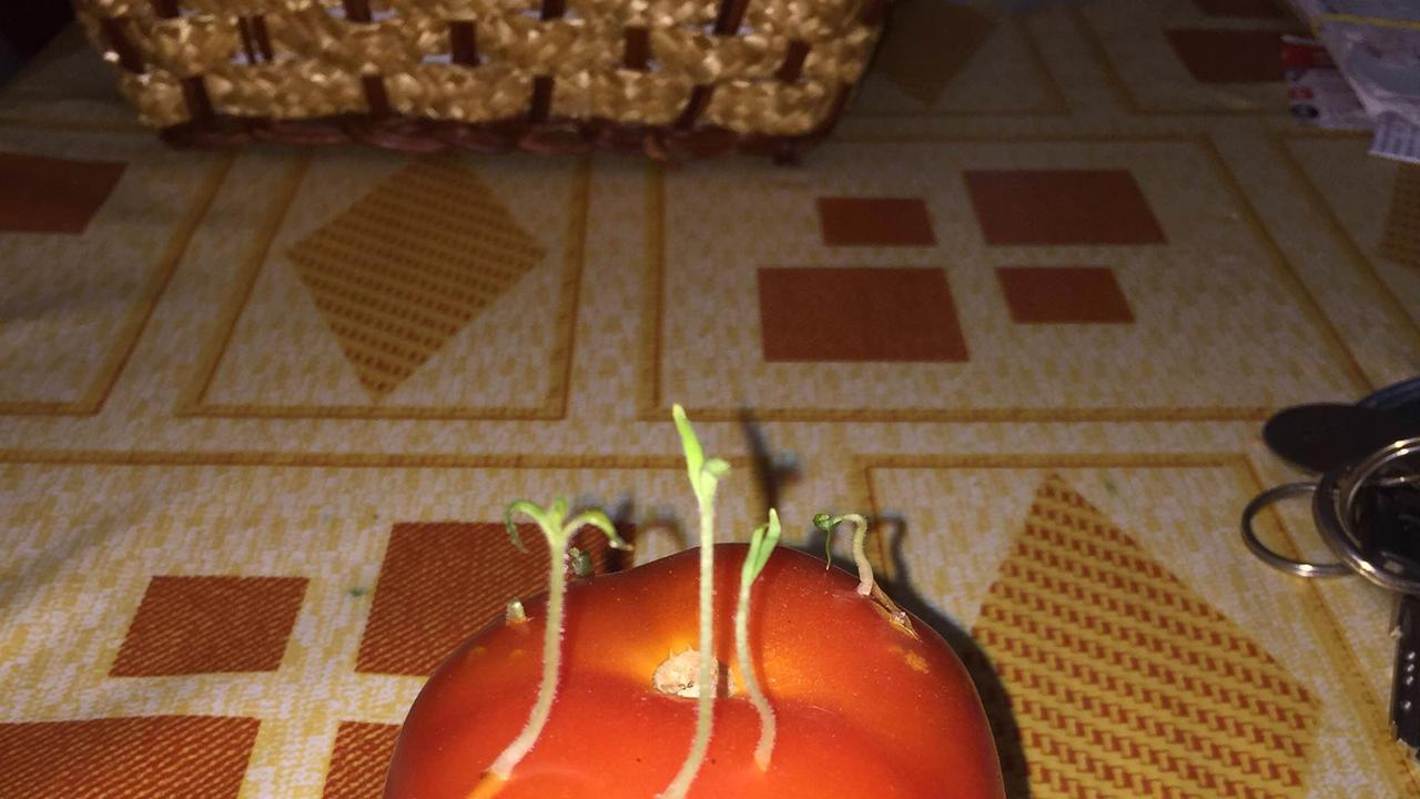 Uno dei pomodori con le piantine