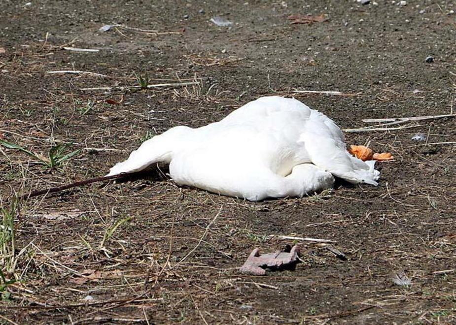 Anatre e oche uccise dal botulino 
