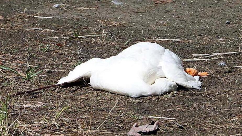 Anatre e oche uccise dal botulino