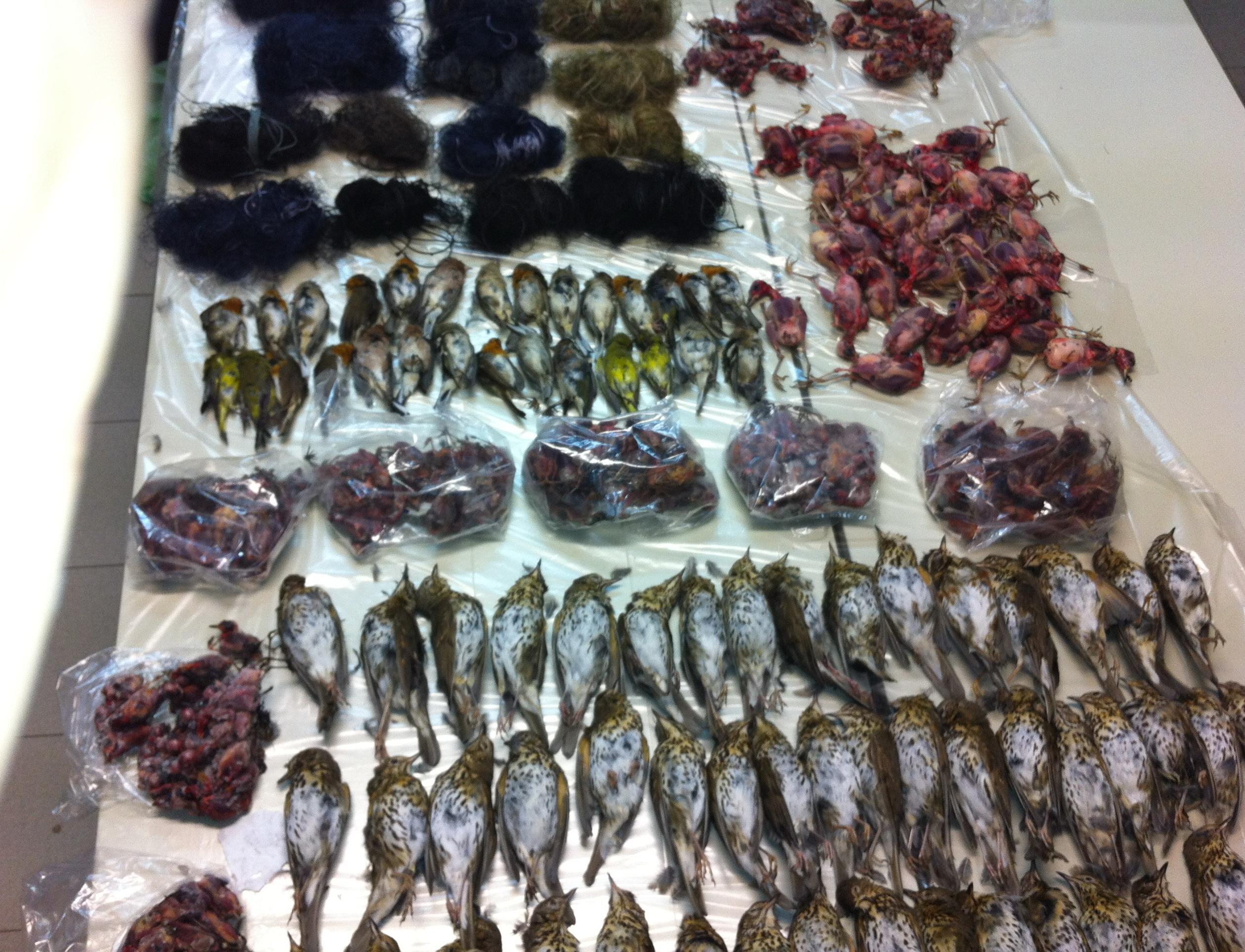 Selvaggina sequestrata a bracconieri