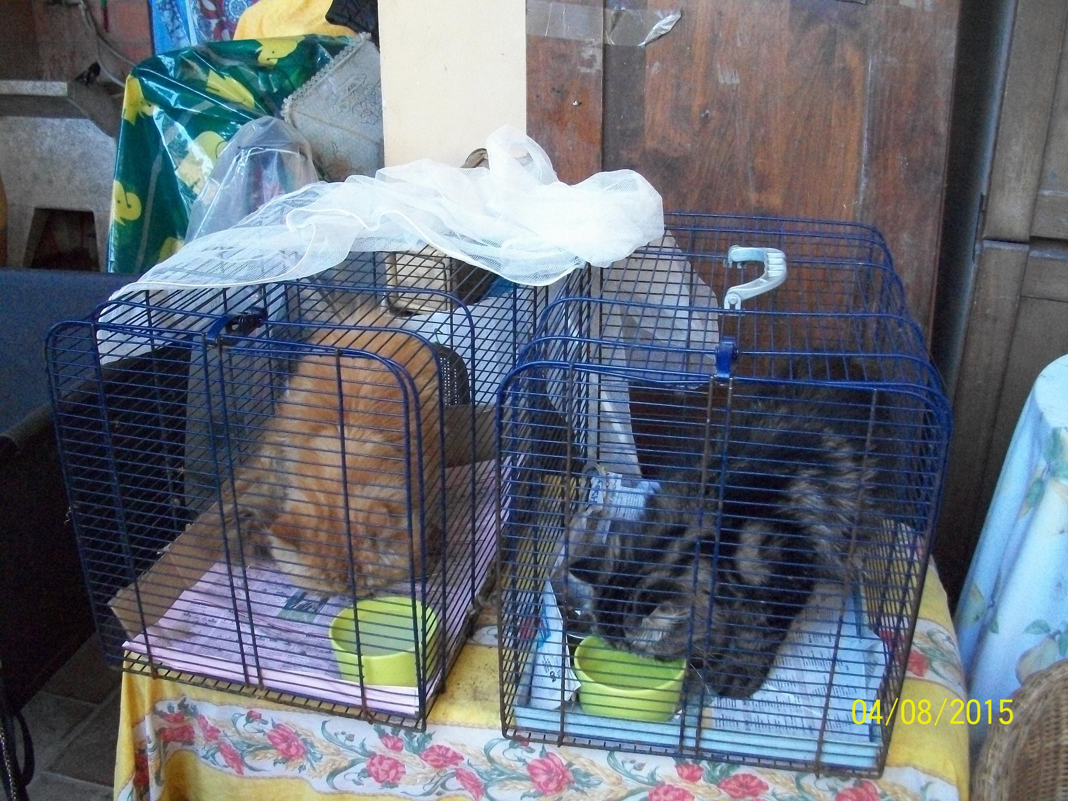 I gatti rinchiusi in gabbia (foto Enpa)