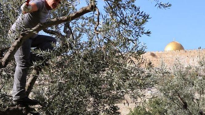 Un’altra stagione “nera” per l’olio dei monti pisani