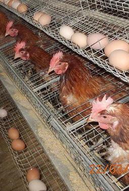Dopo il maxi scooter rubano anche le galline da uova