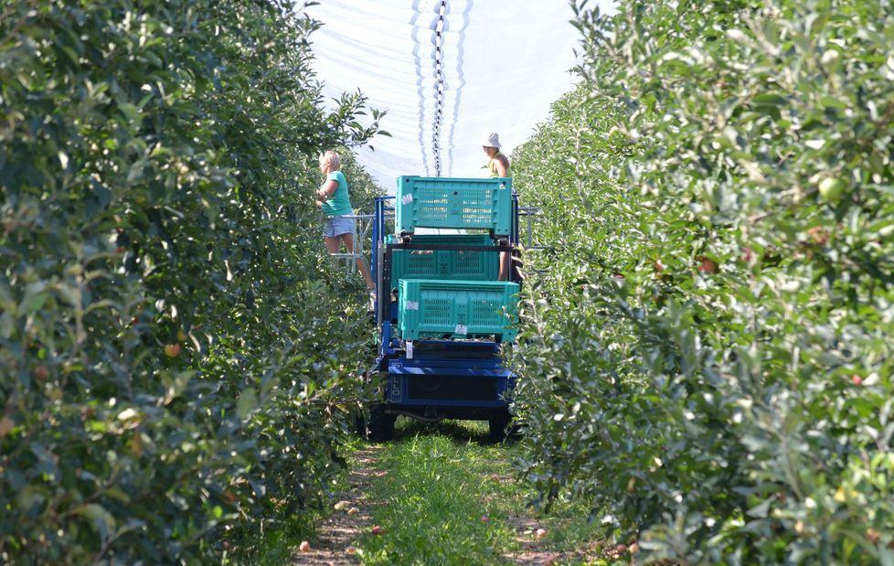 Pere, aumenta la domanda ma non il prezzo 