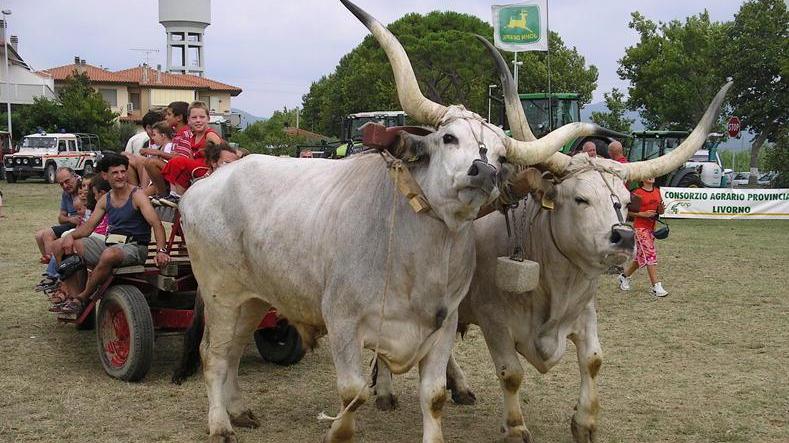 La fiera della zootecnia di Bibbona