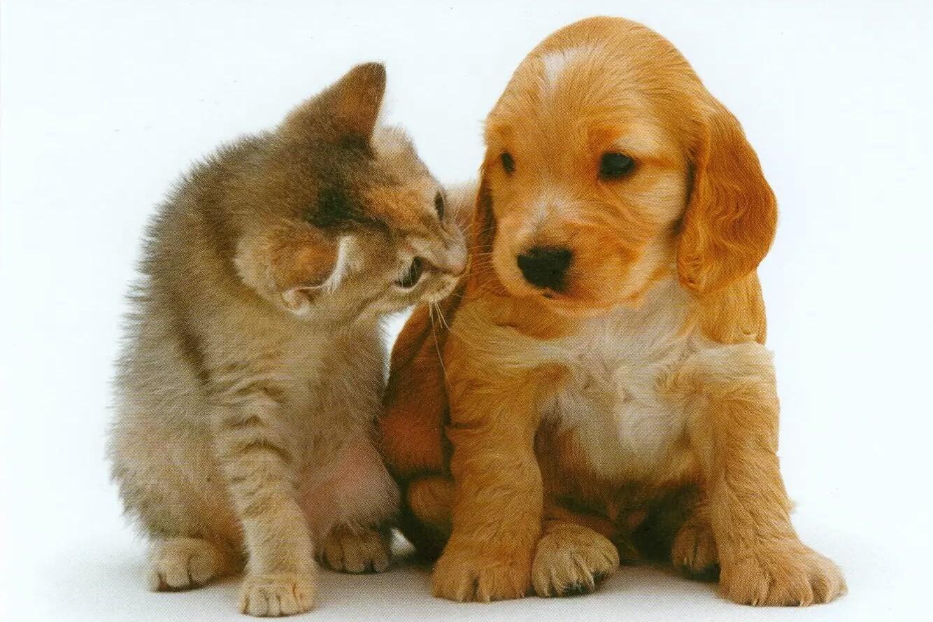 Divorzio alla modenese, cani e gatti diventano vittime delle separazioni 