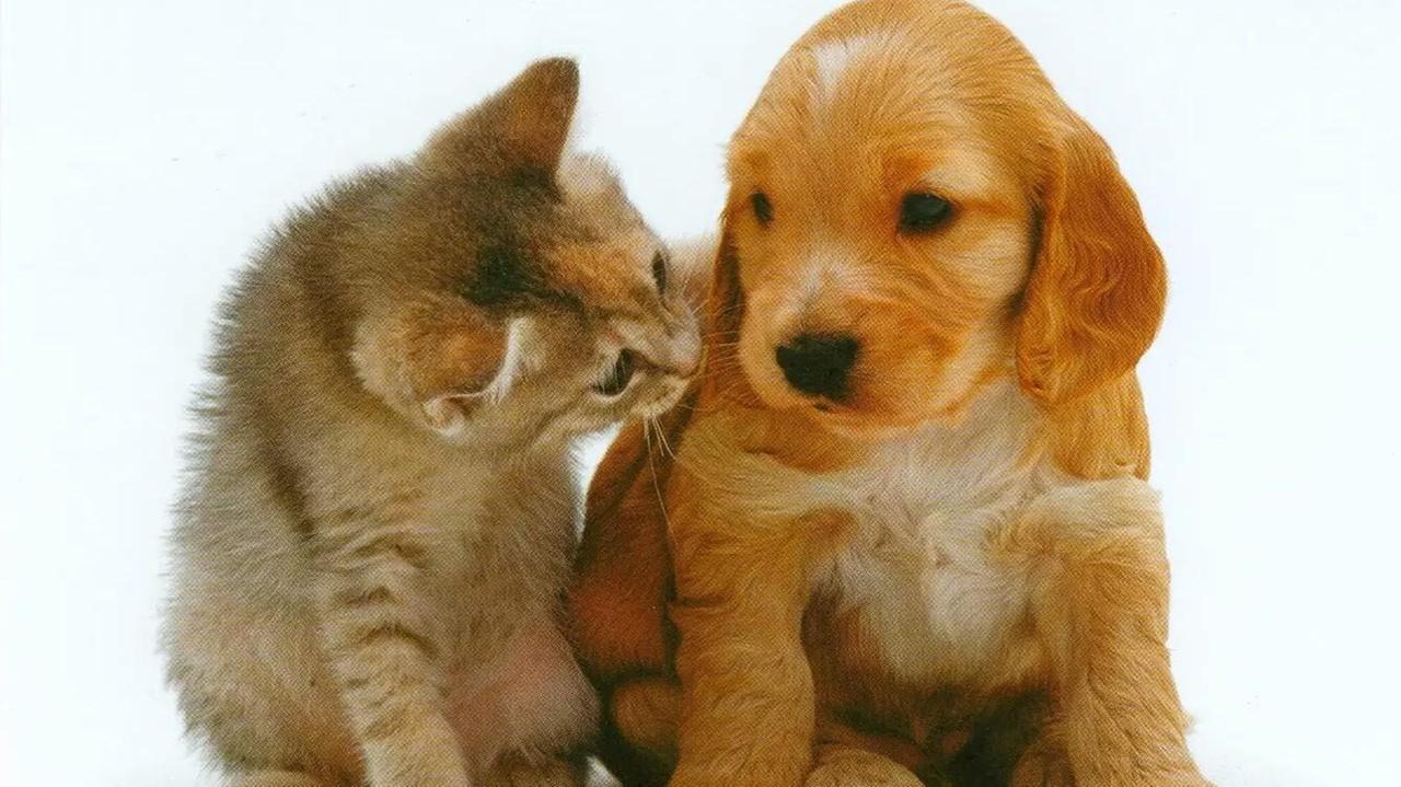 Divorzio alla modenese, cani e gatti diventano vittime delle separazioni