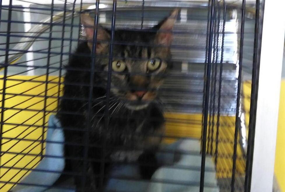 In trappola dentro una bottiglia, gatto salvato