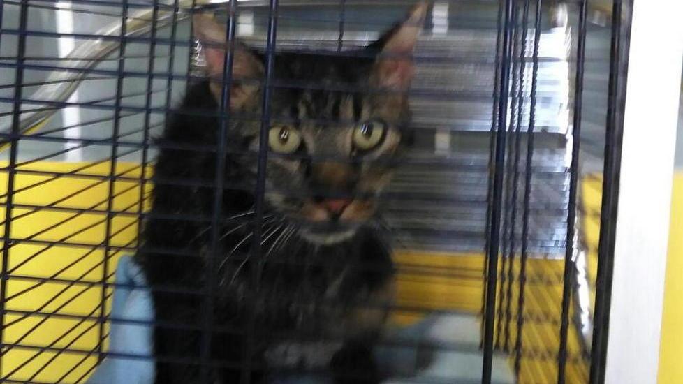 In trappola dentro una bottiglia, gatto salvato